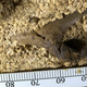 A shark tooth sticks out from the limestone wall at Mammoth Cave.